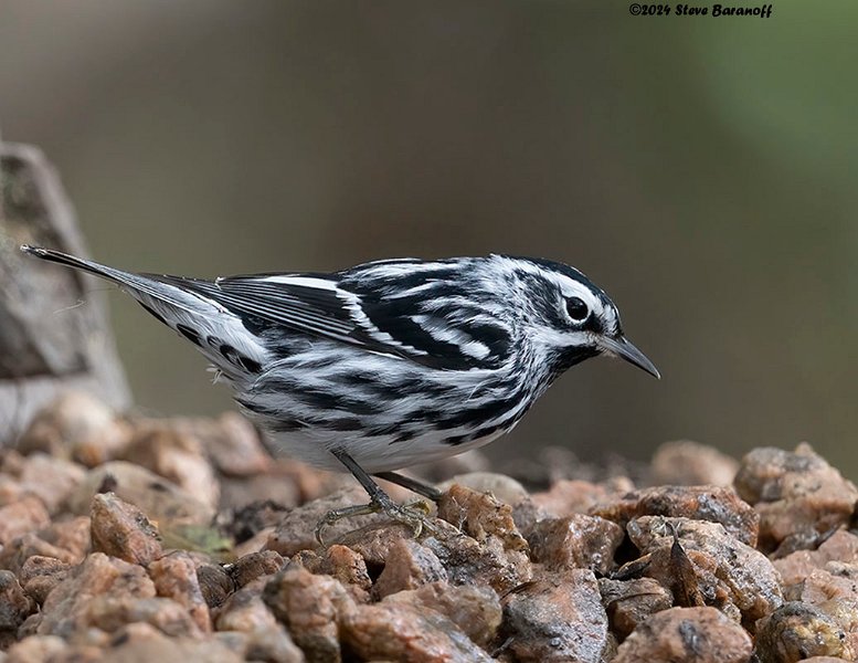 _B248221 black and white warbler.jpg